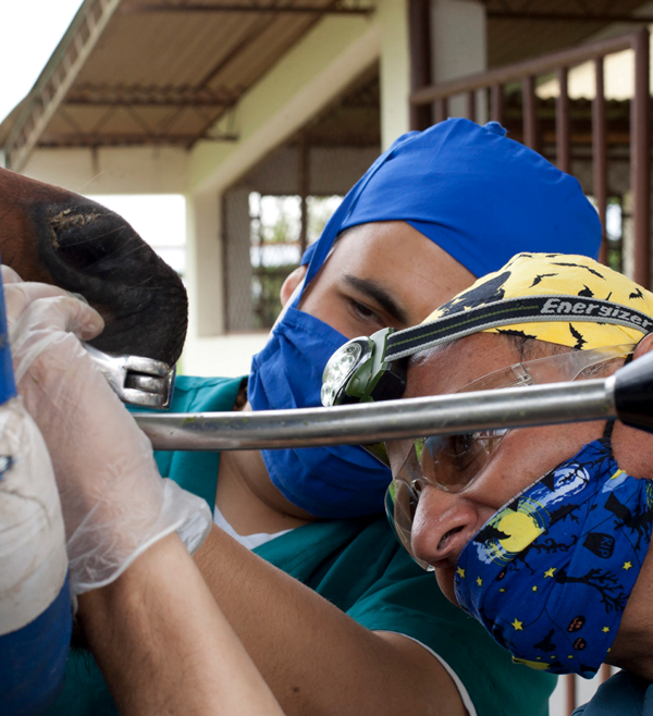 Medicina Veterinaria Medicina Veterinaria