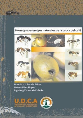 Hormigas: Enemigos naturales de la broca del café