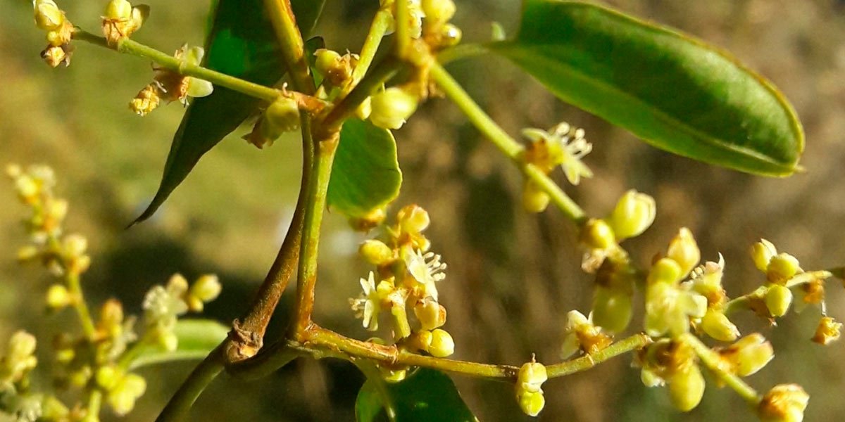 Muehlenbeckia_tamnifolia