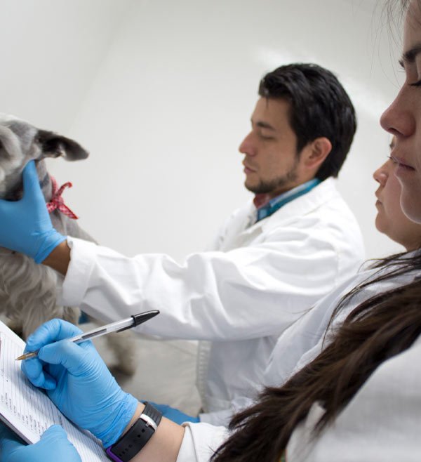 foto_maestria-ciencias-veterinarias foto_maestria-ciencias-veterinarias