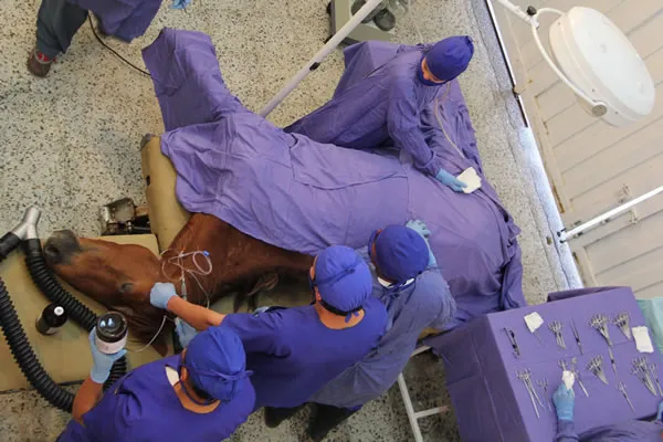 CLÍNICA VETERINARIA