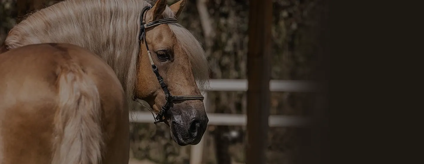 encab_diplomado_equinos