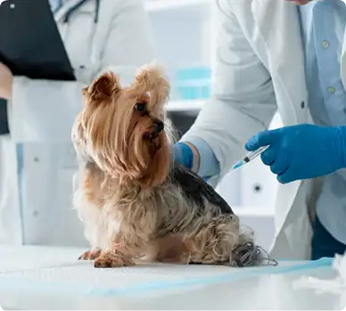 laboratorio-clinico-vet-1