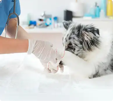 laboratorio-clinico-vet-3