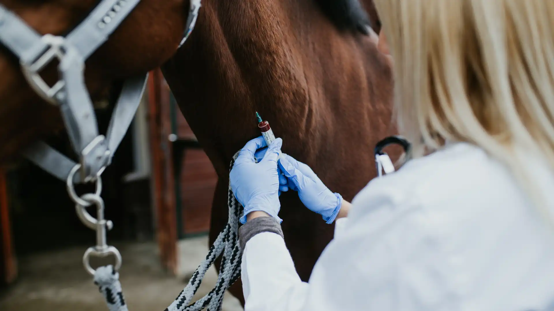 Porqué estudiar especialización en sanidad animal a distancia Porqué estudiar especialización en sanidad animal a distancia