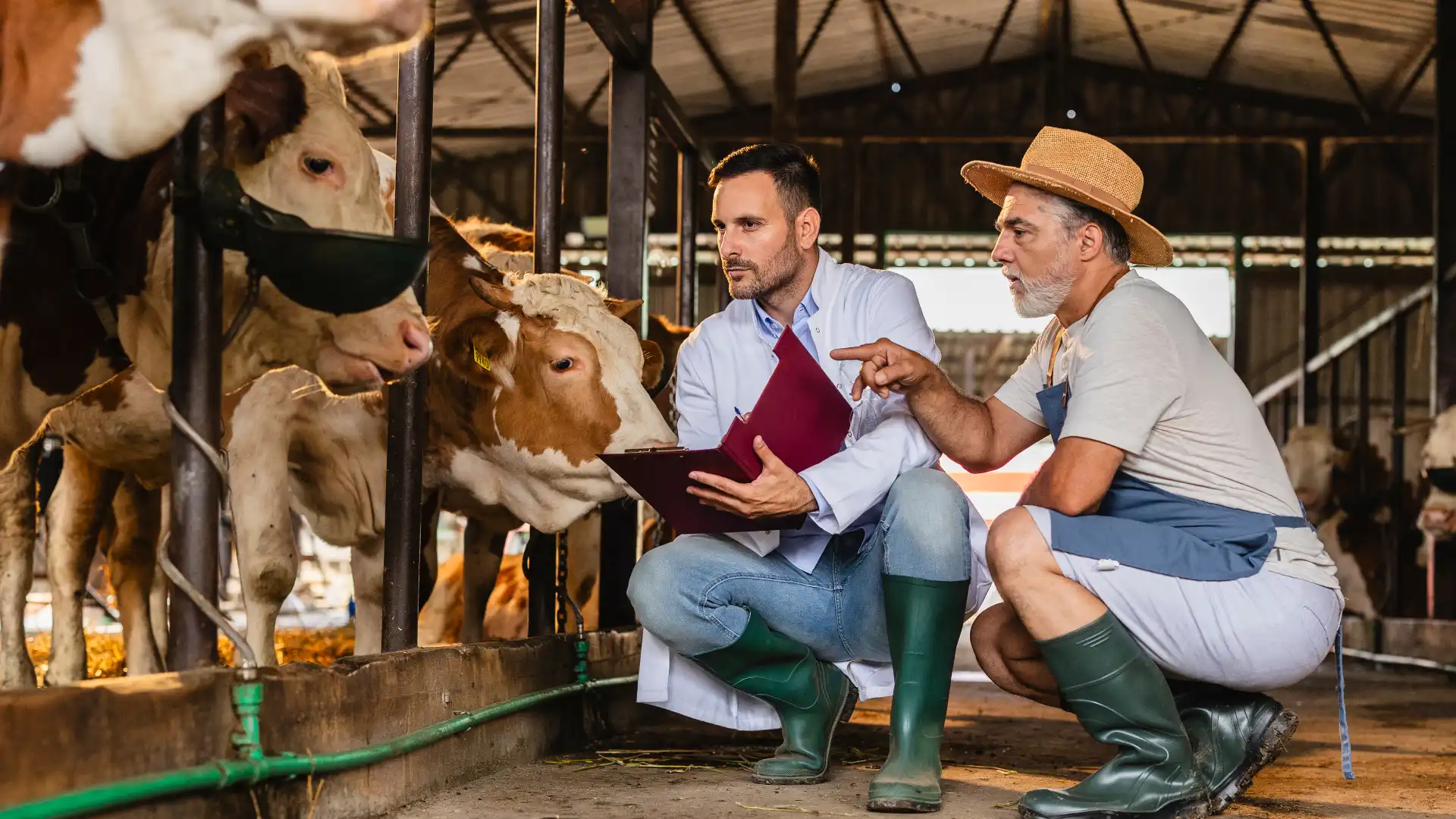 Medicina y producción animal en UDCA