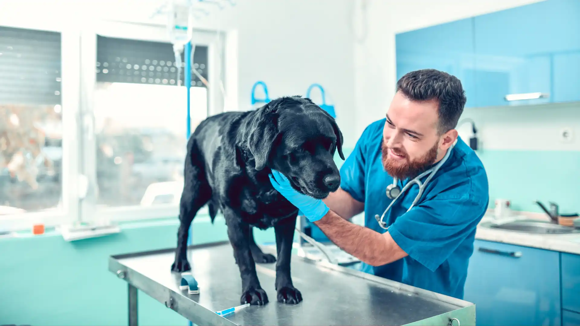 Que diferencia a un medico veterinario.