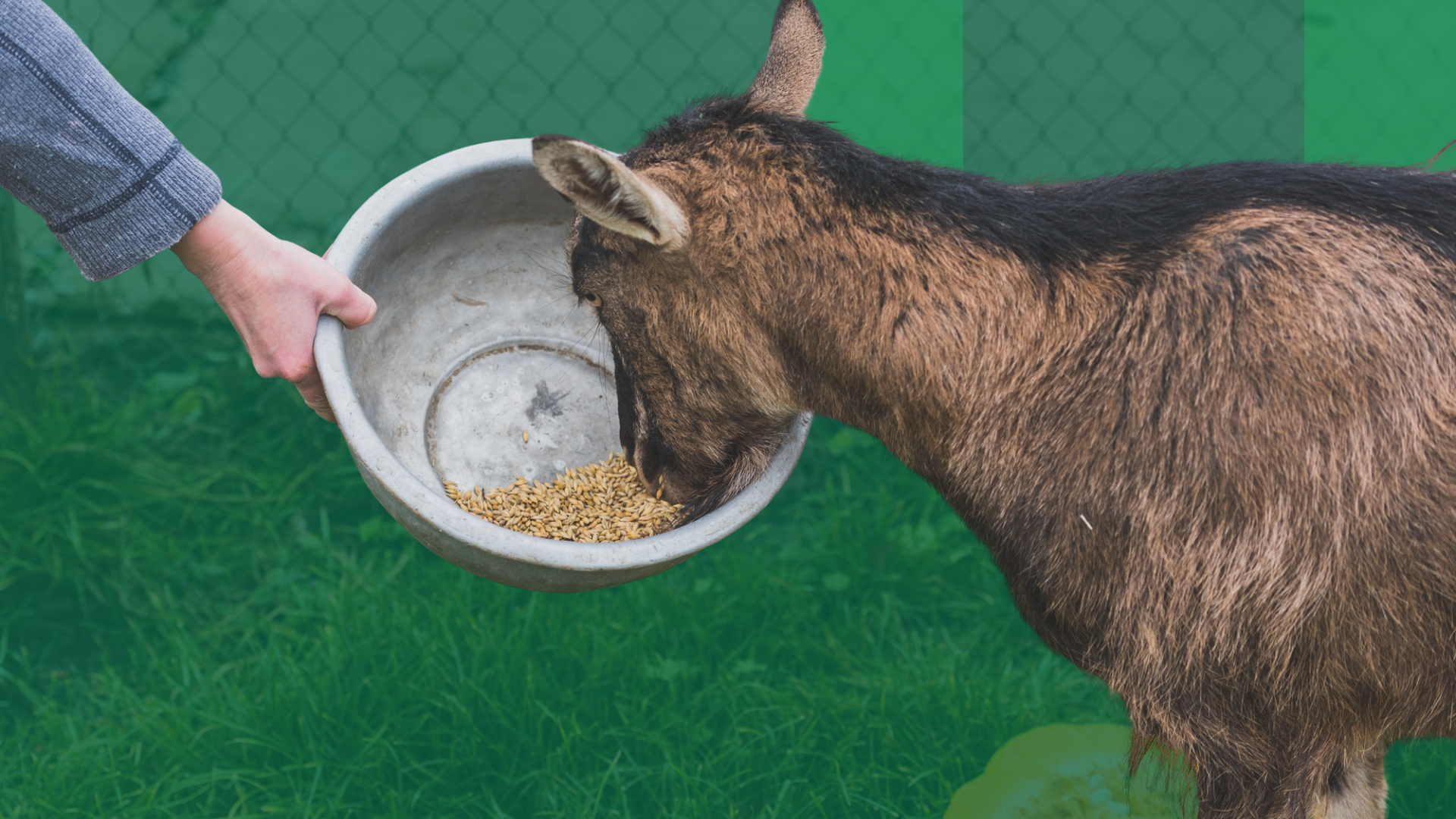 udca-por-que-especializacion-nutricion-animal-trabajo udca-por-que-especializacion-nutricion-animal-trabajo