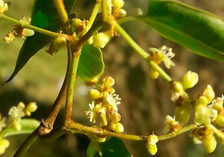 Muehlenbeckia_tamnifolia