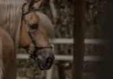encab_diplomado_equinos