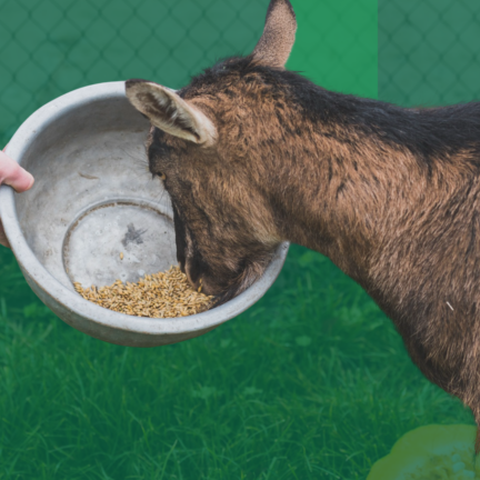 udca-por-que-especializacion-nutricion-animal-trabajo udca-por-que-especializacion-nutricion-animal-trabajo